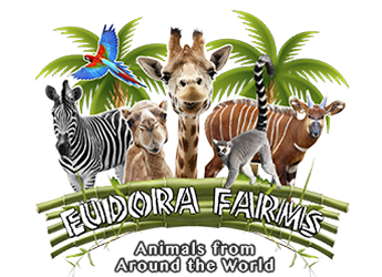Eudora Farms Car Pass #3 - Image 2