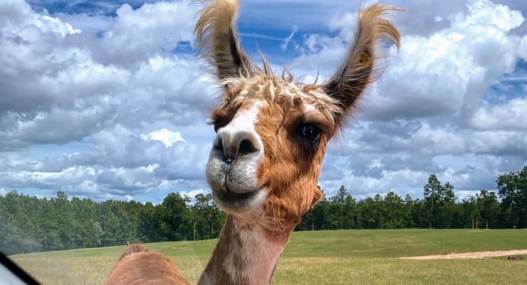 Eudora Farms Car Pass #1 - Image 5