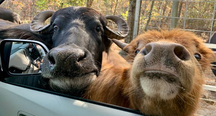 Eudora Farms Car Pass #3 - Image 4