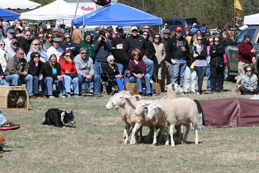 Tartan Day South Entrance Passes #1 - Image 3